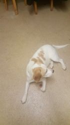 Beagle 8 Month Old Dog(xxx) xxx-xxx2