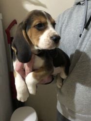 3 Beautiful Chunky Beagle Puppies Kc Reg(xxx) xxx-xxx2