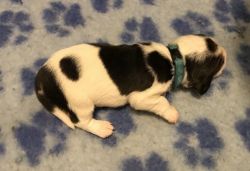 Kc Registered Beagle Puppy For Sale(xxx) xxx-xxx2