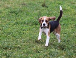 Pedigree Male Beagle (kc Registered)(xxx) xxx-xxx2