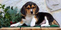 Adorable Beagle Puppies