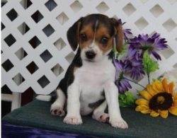 AKC Female and Male Beagle available
