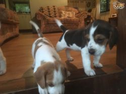Adorable Beagle Puppies for sale