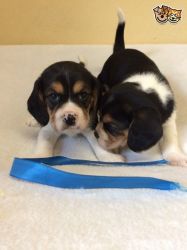 Beautiful Beagle Puppies for sale