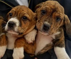 Beagle Puppies Registered