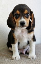Attractive and Cute Beagle Puppies Available Now