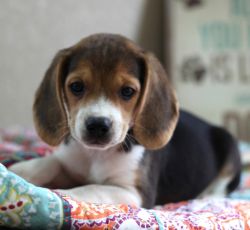 AKC Well Socialized Male and Female Beagle Puppies available now