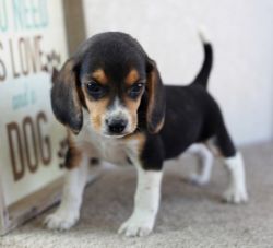 Great and Cute Male and Female Beagle Puppies available
