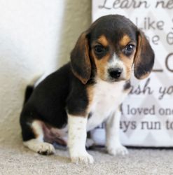 Healthy and Attractive AKC Beagle Puppies available