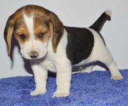 Beagles Puppies Ready Now
