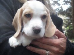 Beagle Puppies (xxx) xxx-xxx3