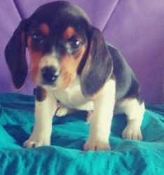 Amazing Beagle puppies available