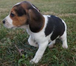 10 weeks old Beagle Puppies
