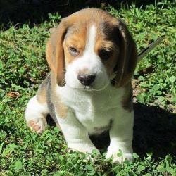chunky Beagle puppies Kc Registered