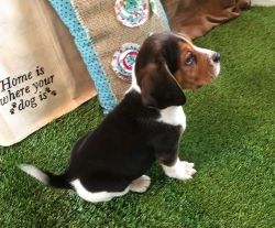 Gorgeous Beagle puppies available.