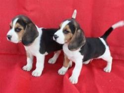 Outstanding Beagle Puppies for adoption