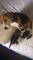 Beautiful Chunky Beagle Puppies