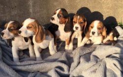 Beautiful litter of Beagle puppies for adoption
