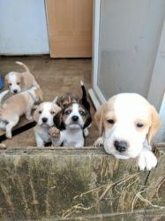 Fabulous Beagle Puppies for sale