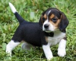 Lovely 10 weeks old Beagle Puppies