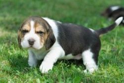 Purebred Beagle Puppies