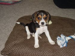 tri color beagle puppies now ready for sale