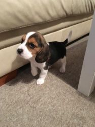 Pedigree Beagle Pups For Sale
