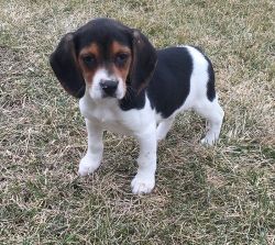 5 beautiful Beagle puppies for sale.. Text (xxx) xxx-xxx9