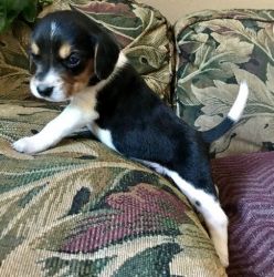 Champion Beagle Puppies For Sale