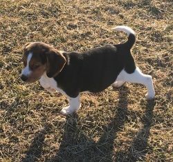 Gorgeous Beagle Puppies For Sale.
