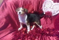 Male and female Beagle puppies ready