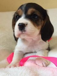 beautiful beagle pup is looking for someone to love!