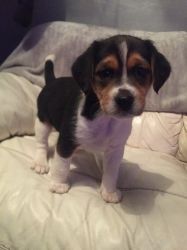 Kc Registered Beagle Puppies For Sale
