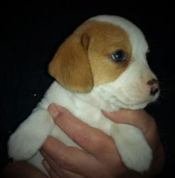 KC registered pup for sale