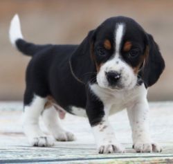 Beagle Puppies for rehoming
