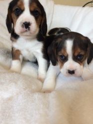 Champion sired beagle pups