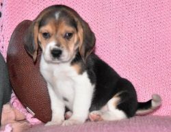 KJGL;KIHJNLKG Exceptional Beagle Puppies