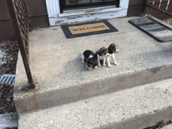 Beagles Pups