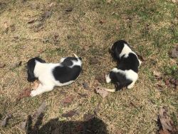 AKC Beagles Puppies For sale