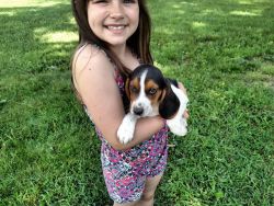Registered cute and lovely Beagle Puppies
