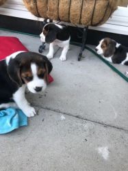 Top Champion Lined Beagles For Sale