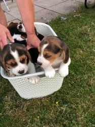 Lovely Friendly Beagle Pups