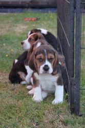 Beautiful Beaglier Puppies (beagle X Cavaliers)