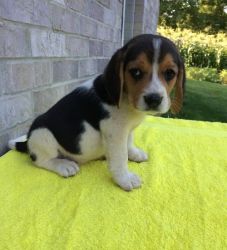 MALES AND FEMALES BEAGLE PUPPIES.