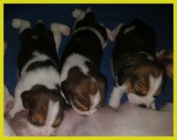 Healthy Beagle puppies
