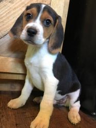 Beagles to Forever Home!