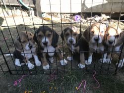 Beagle puppies looking for a home