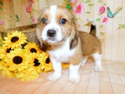 Fluffy Beagle Pups. Financing