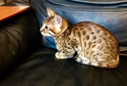 Super Pedigree Bengal Kittens. Tested Lines