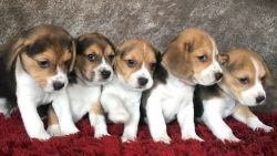 Adorable Males and Females Beagle Puppies for sale